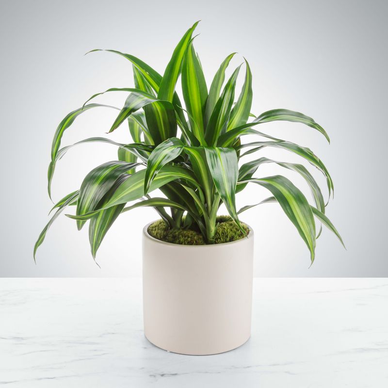 Dracaena