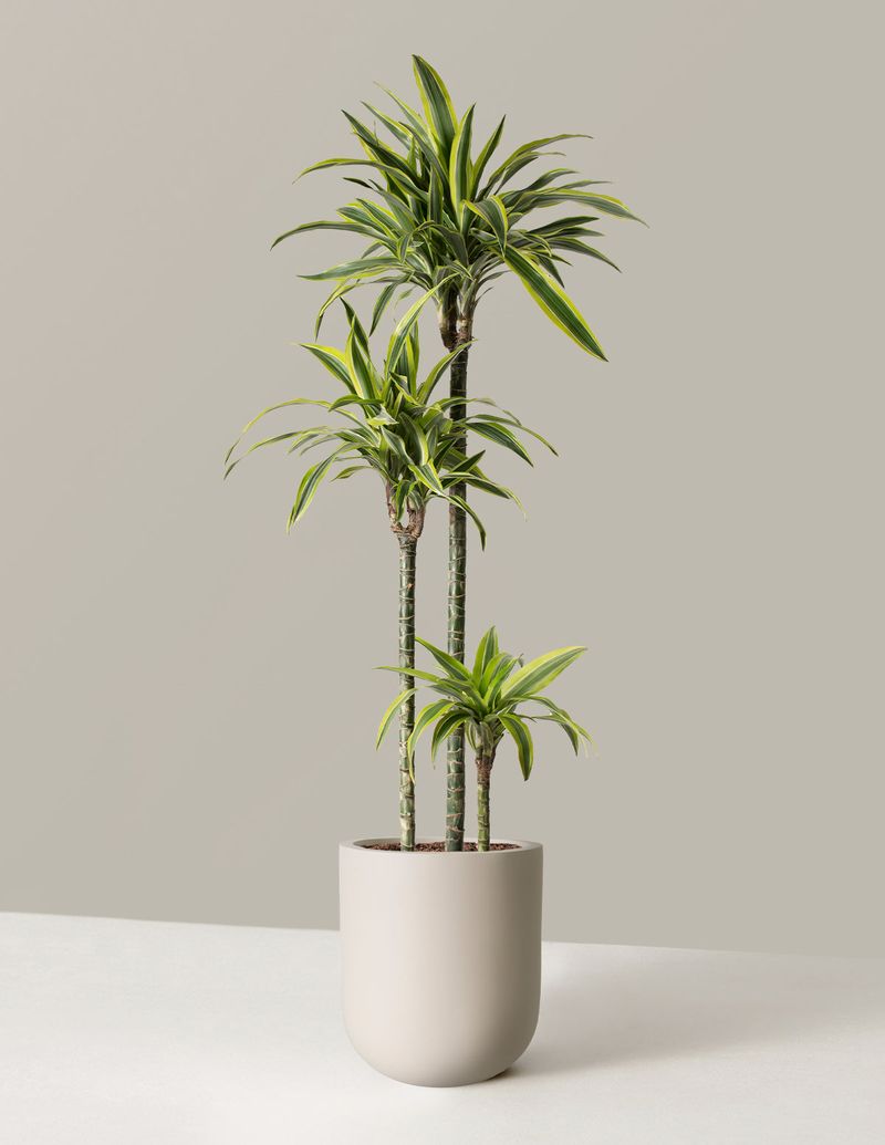 Dracaena