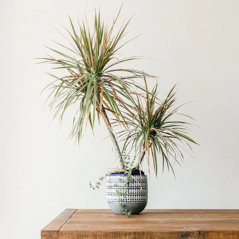 Dracaena Marginata