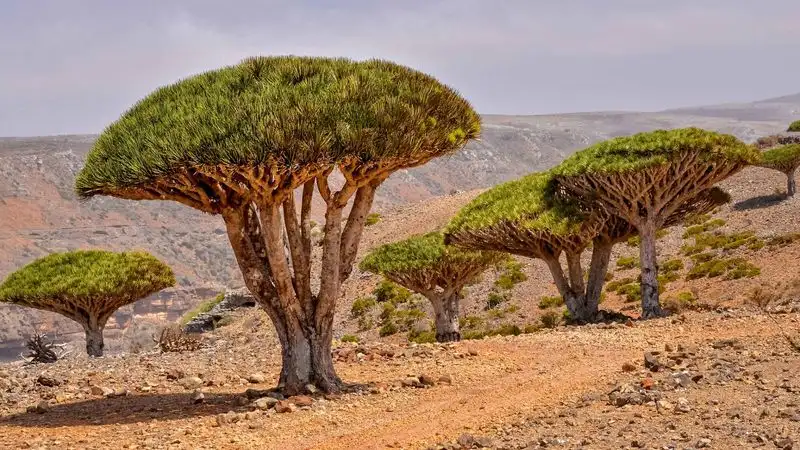 Dragon's Blood Tree
