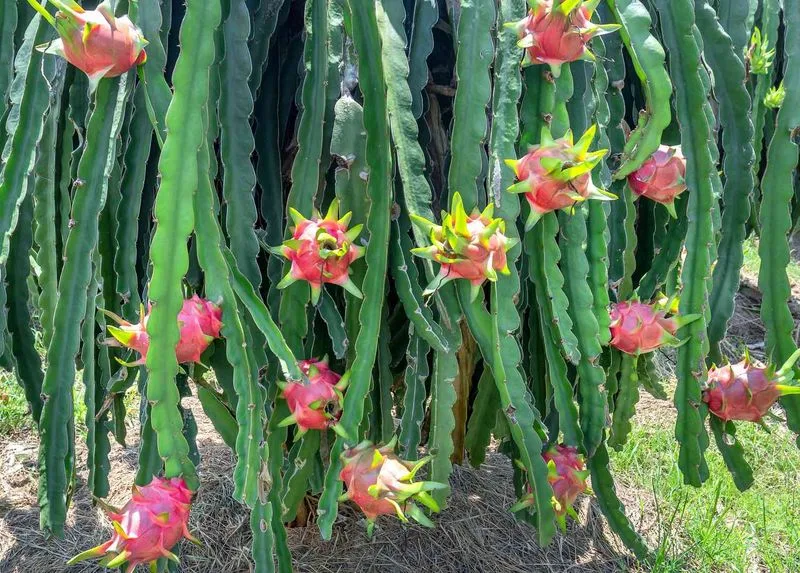 Dragon Fruit Cactus