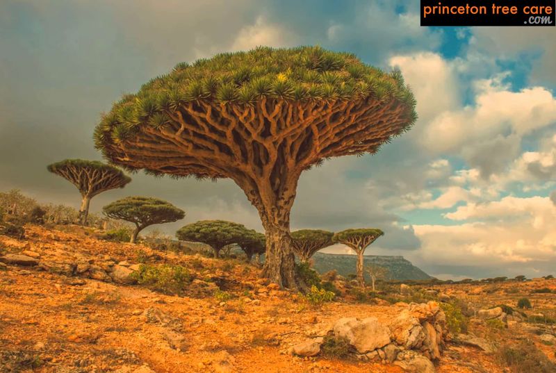 Dragon Tree