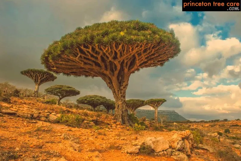 Dragon Tree