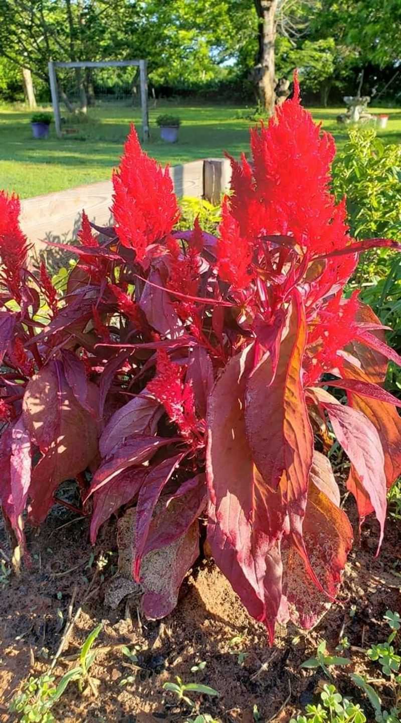 Dragon's Breath Celosia