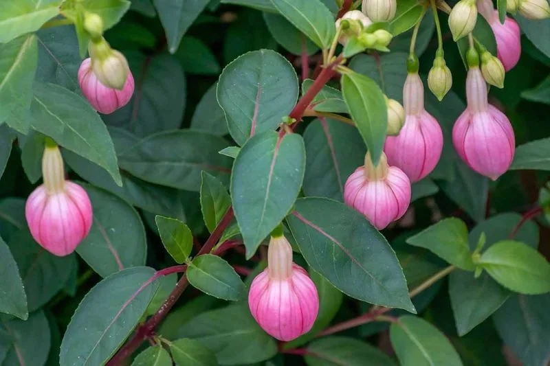 Dropping Buds