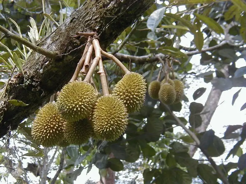 Durian (Durio zibethinus)