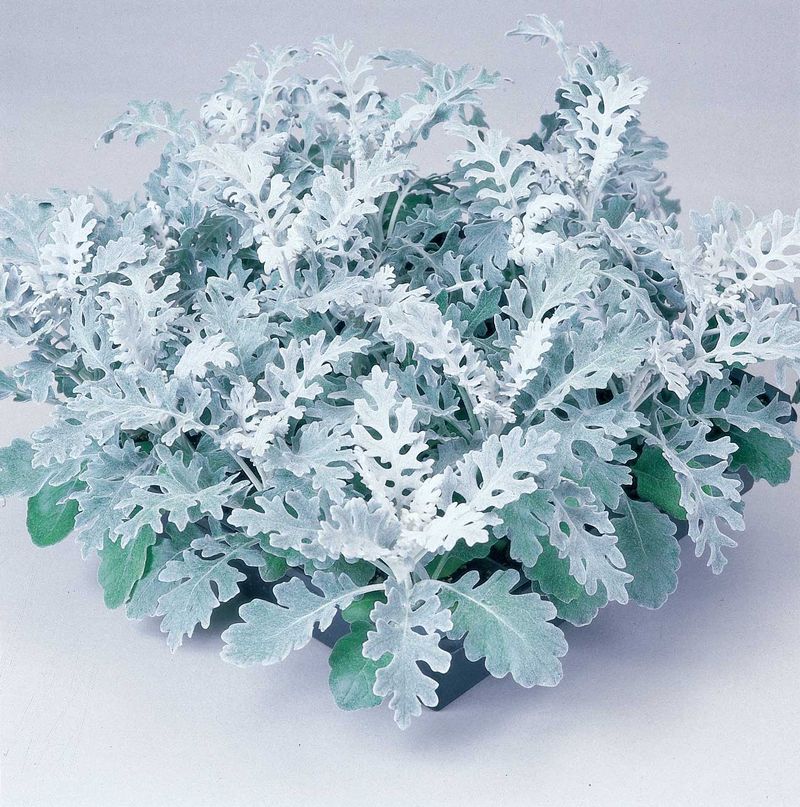 Dusty Miller