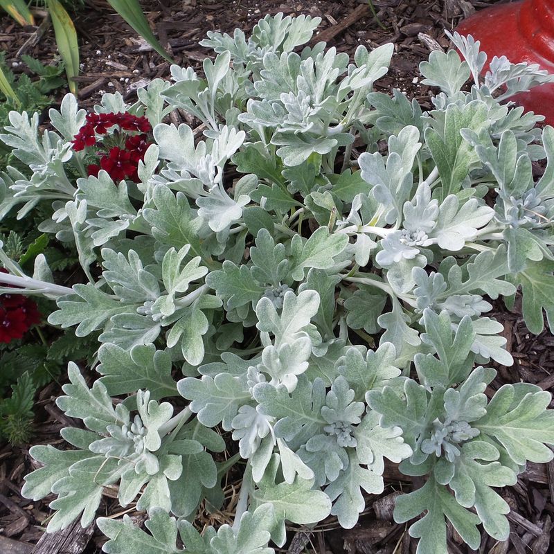 Dusty Miller