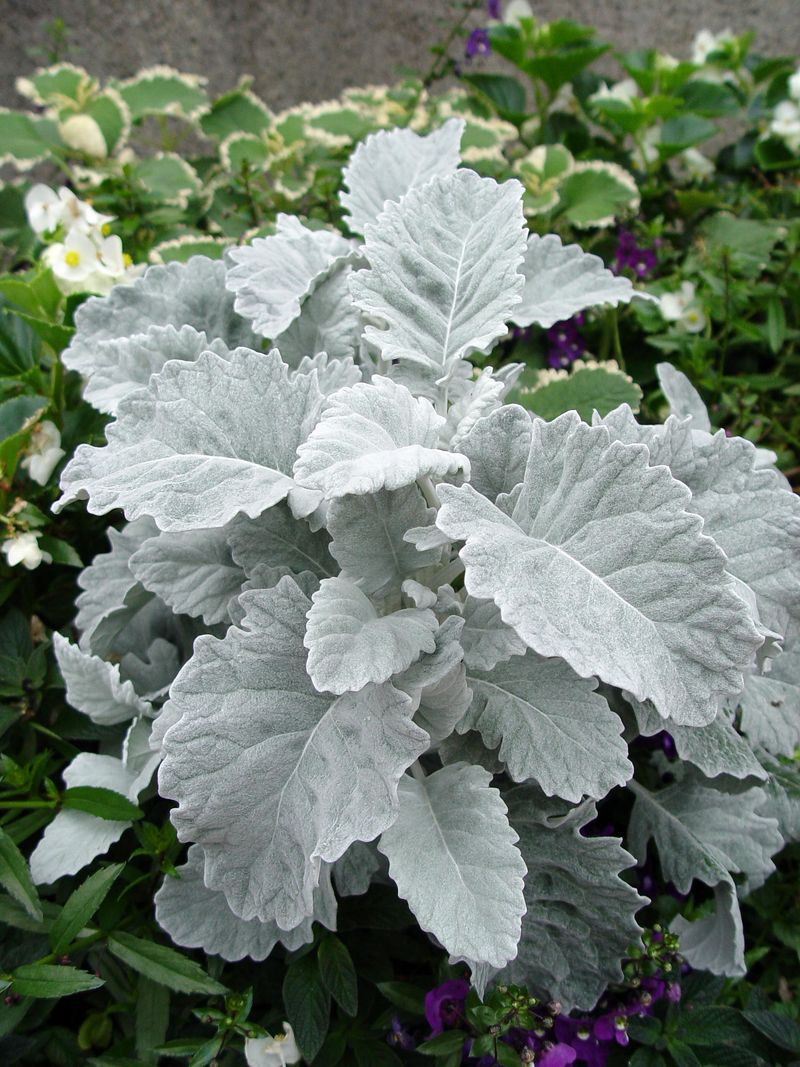 Dusty Miller