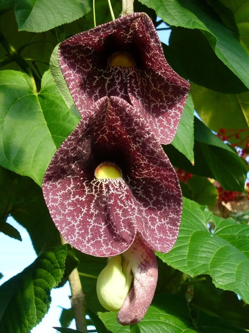Dutchman's Pipe