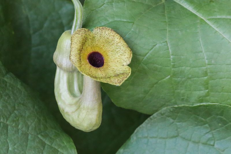 Dutchman’s Pipe (Aristolochia macrophylla)