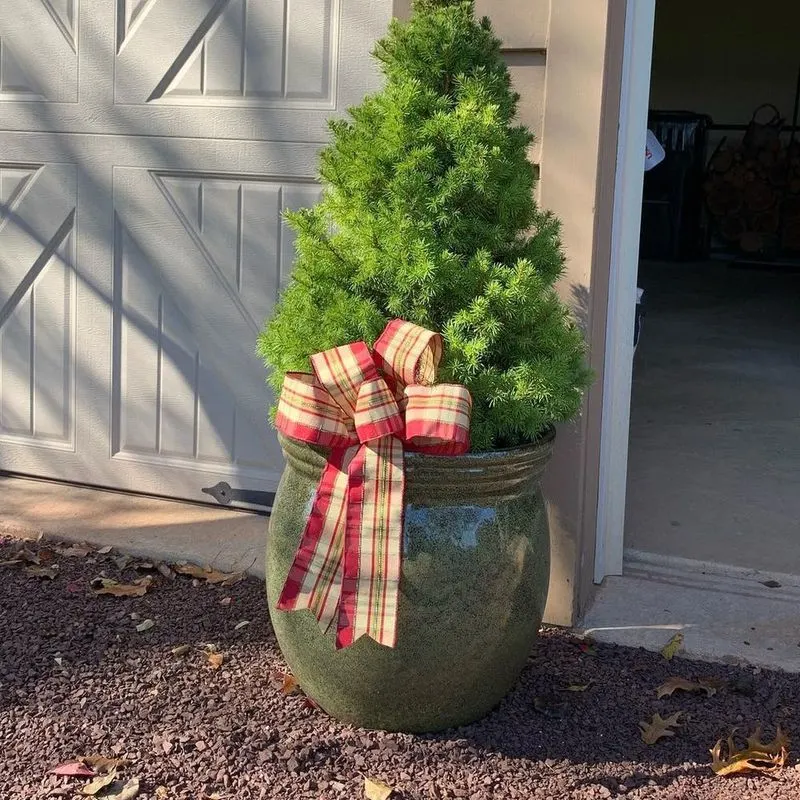 Dwarf Alberta Spruce