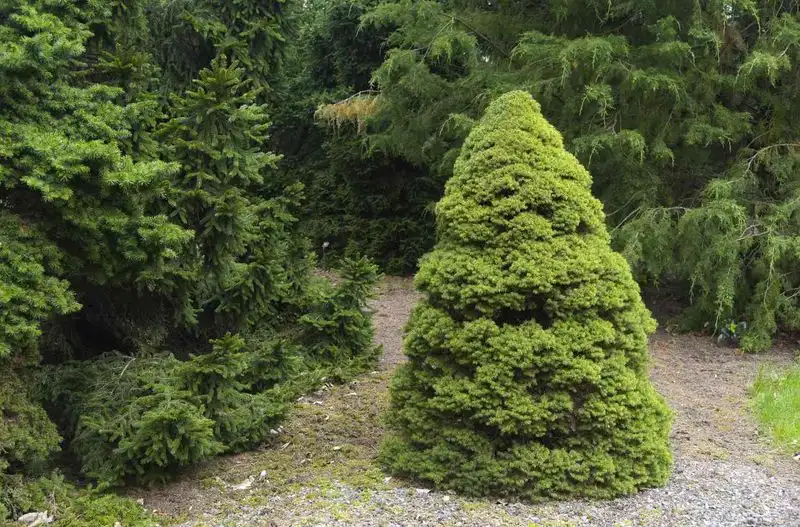 Dwarf Alberta Spruce