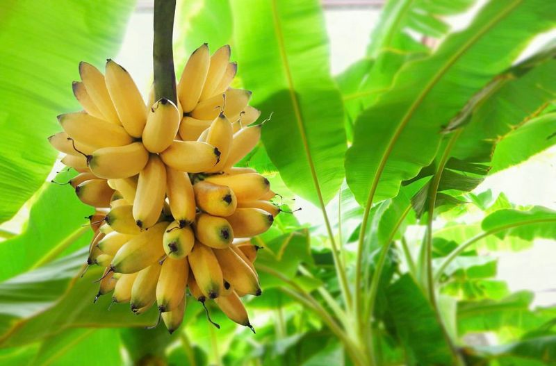 Dwarf Banana Tree