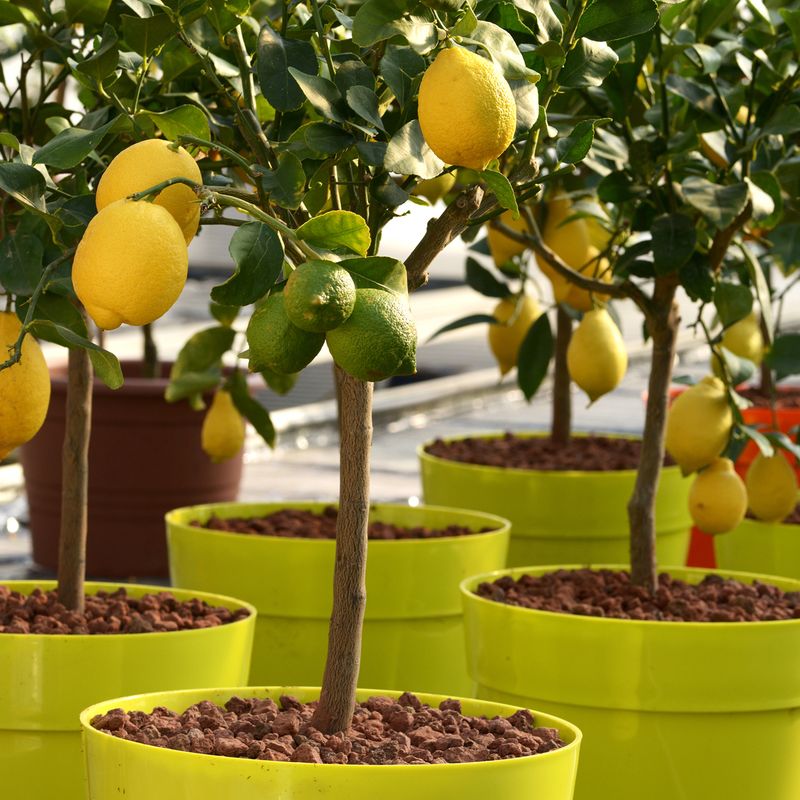 Dwarf Citrus Trees