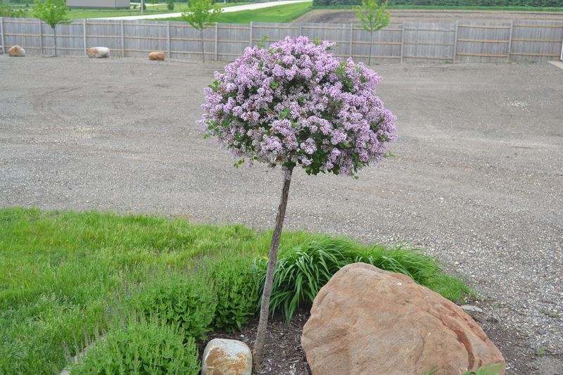 Dwarf Lilac