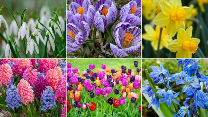 18 Early Spring Bulbs That Will Bring Color to Your Garden First