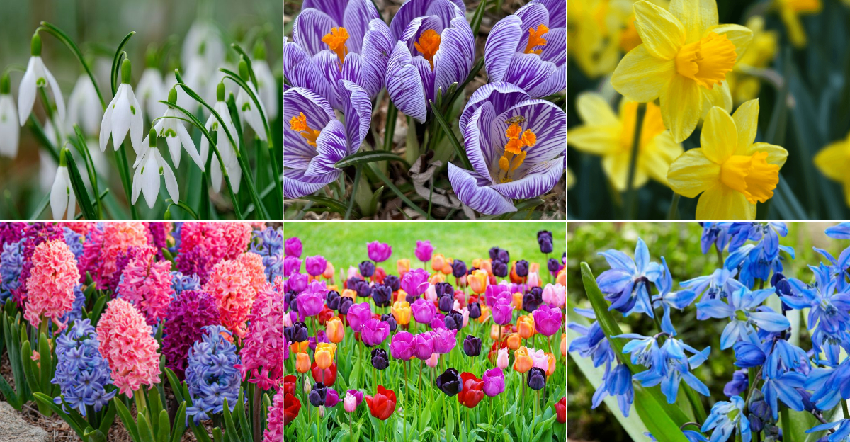 Early Spring Bulbs That Will Bring Color to Your Garden First