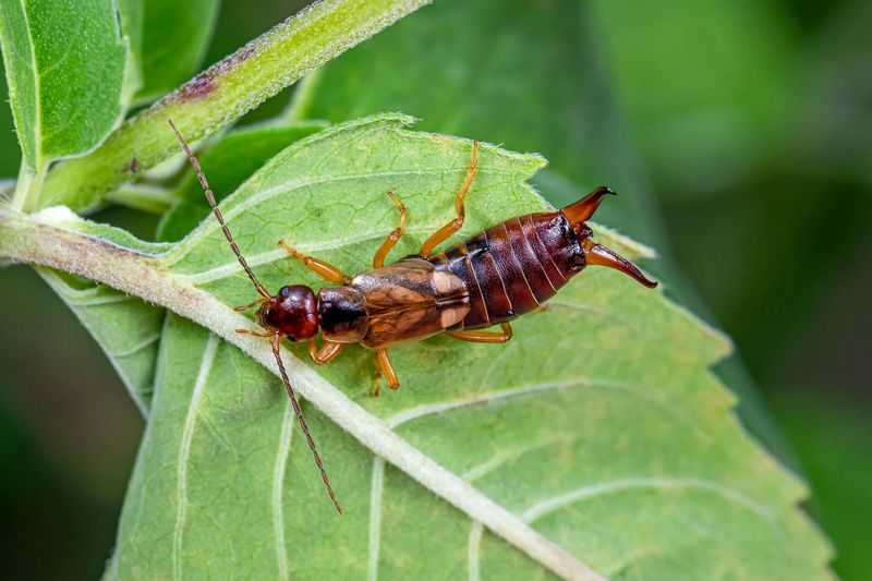 Earwigs