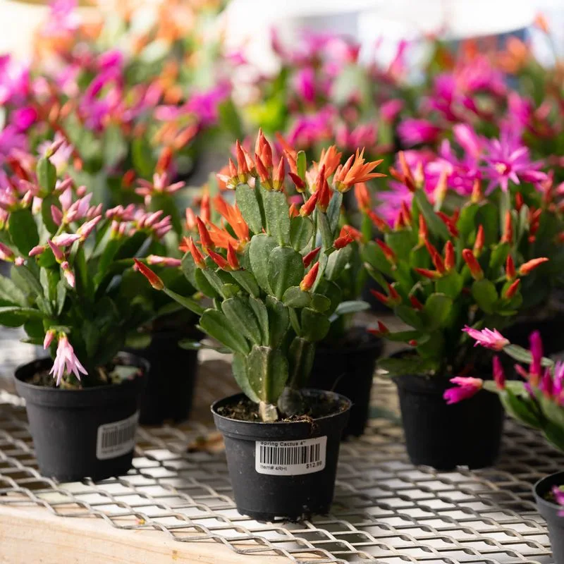 Easter Cactus