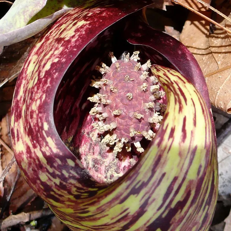 Eastern Skunk Cabbage (Symplocarpus foetidus)