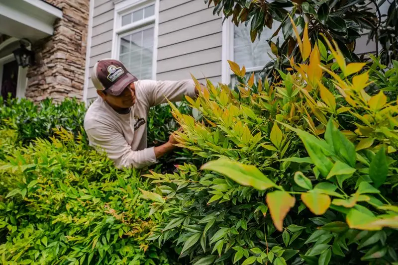 Easy Pruning Practices