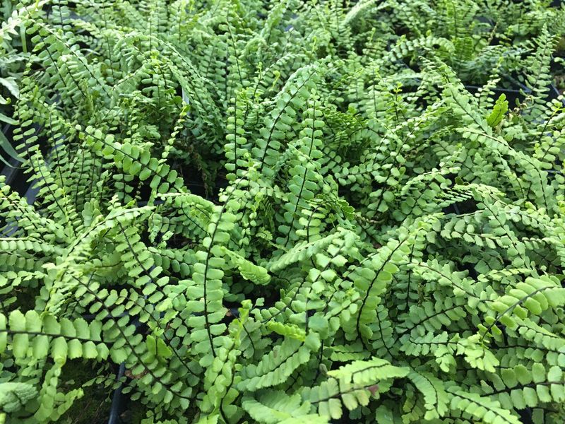 Ebony Spleenwort