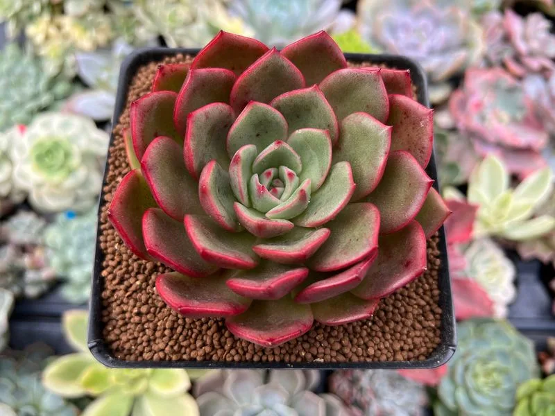 Echeveria