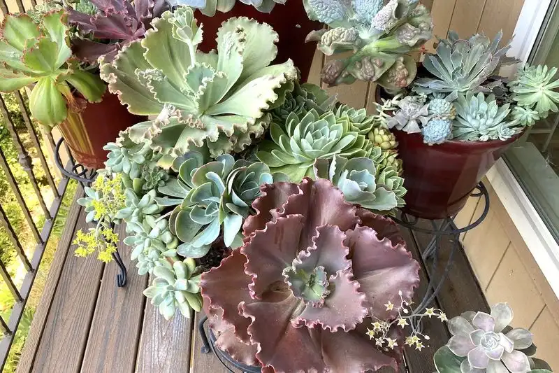 Echeveria