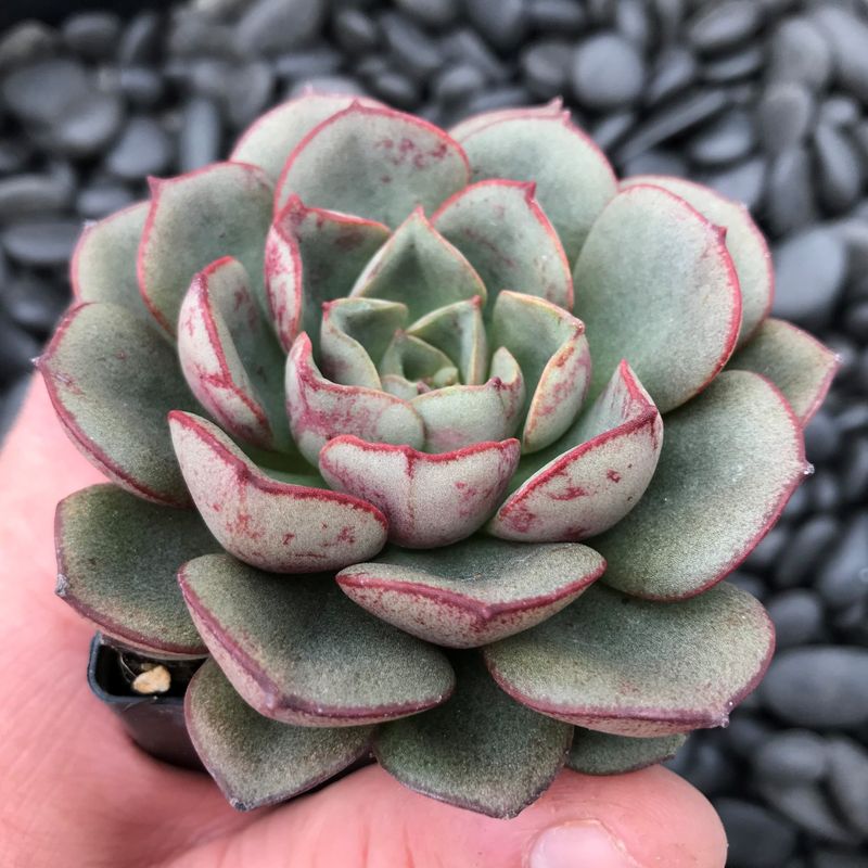 Echeveria