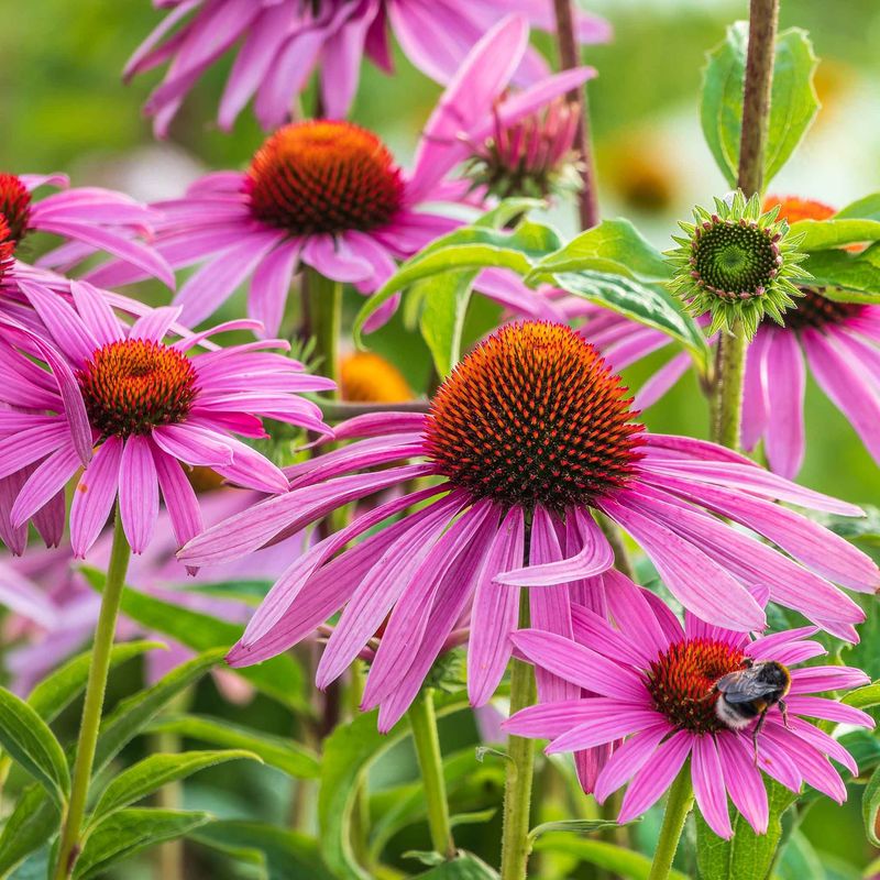 Echinacea