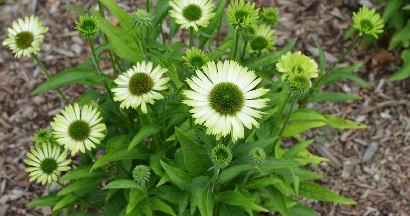 Echinacea 'Green Jewel'