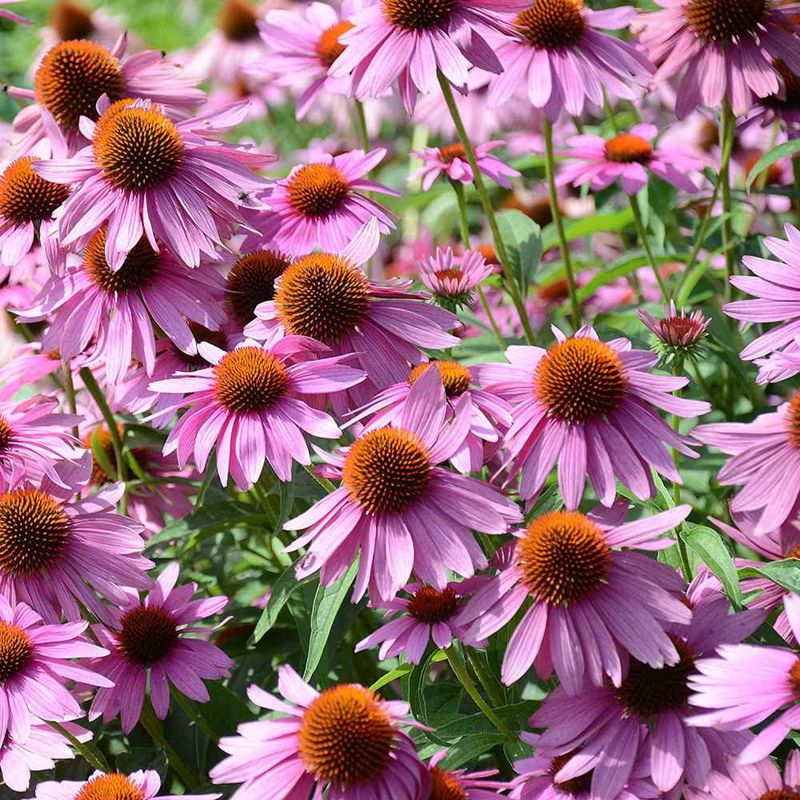 Echinacea