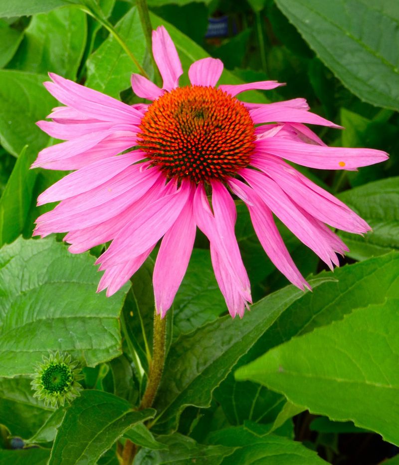 Echinacea