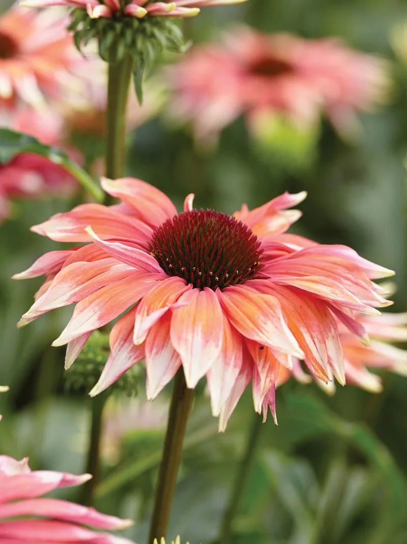 Echinacea