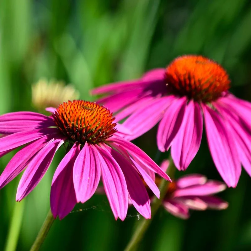 Echinacea