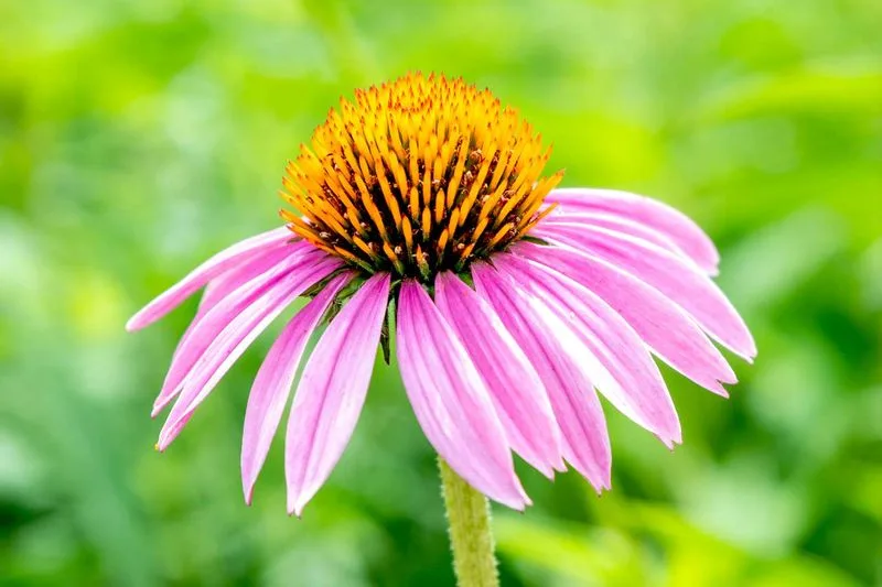 Echinacea