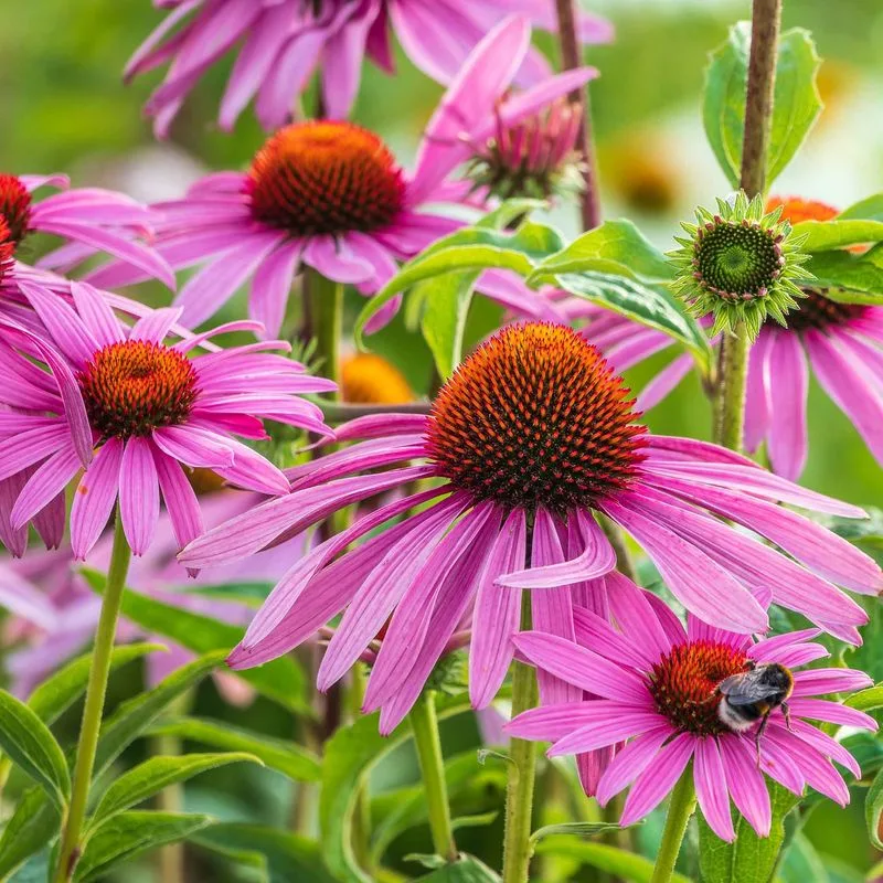 Echinacea