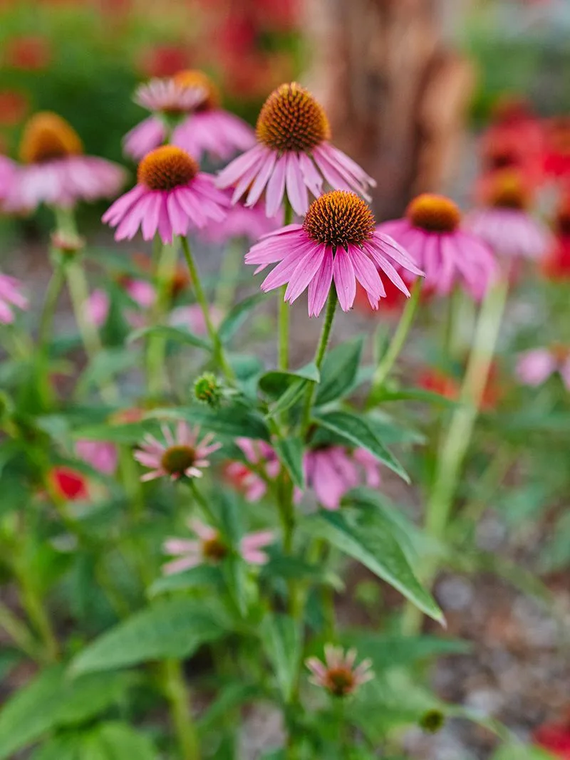 Echinacea