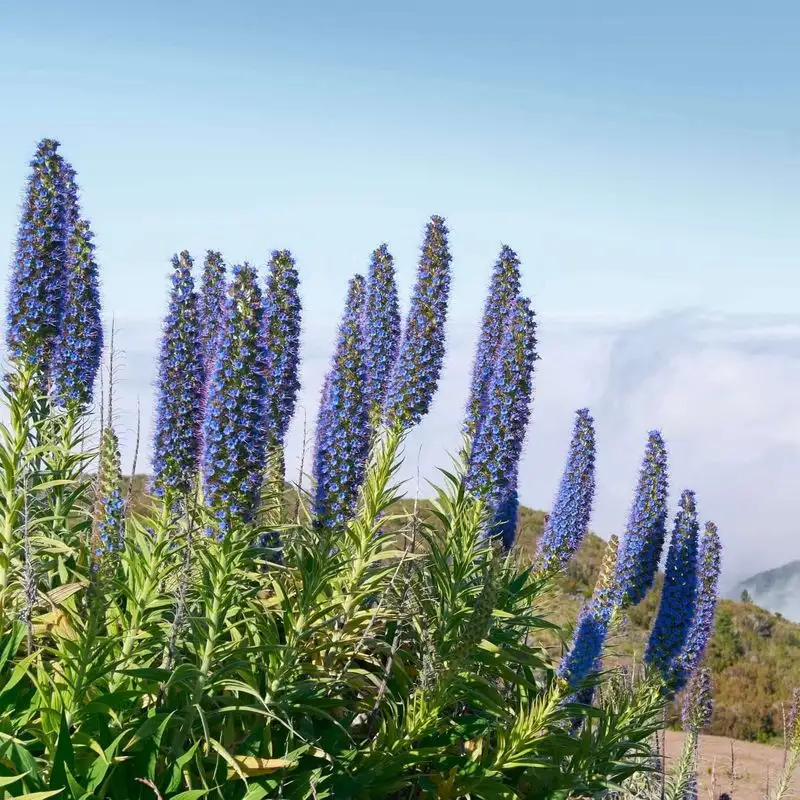Echium
