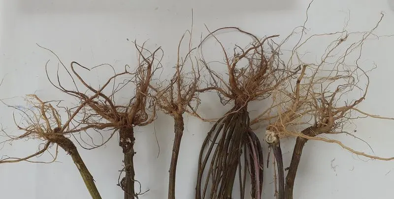 Echoing Roots