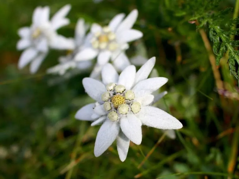 Edelweiss