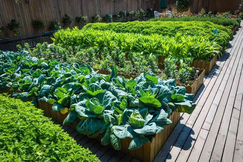 Edible Landscaping