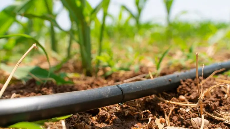 Efficient Drip Irrigation Systems