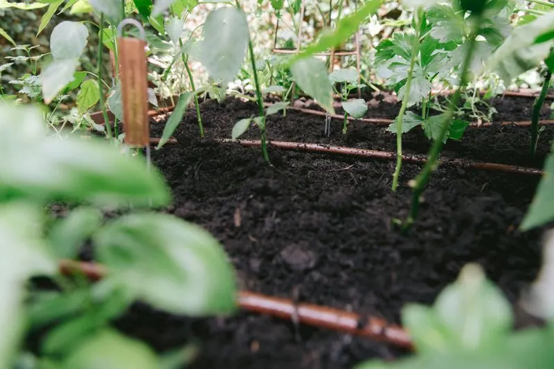 Efficient Watering Techniques
