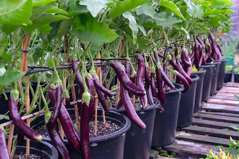 Eggplant
