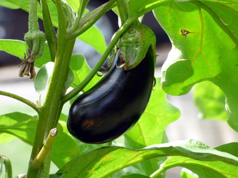 Eggplant