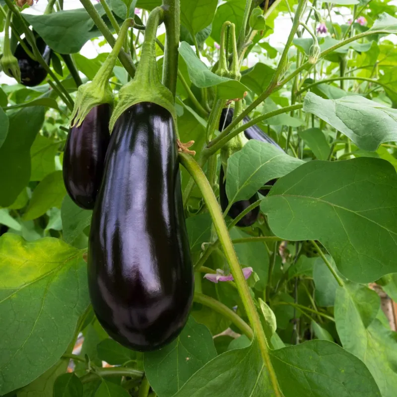 Eggplants