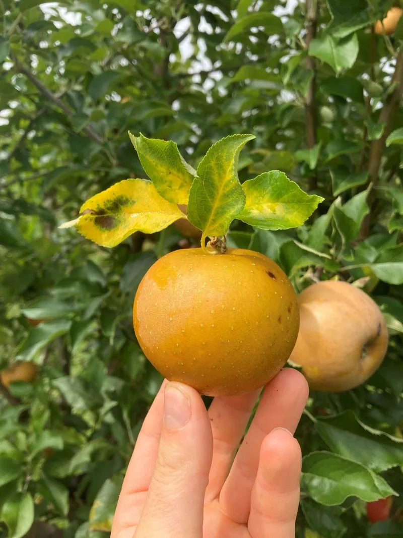 Egremont Russet