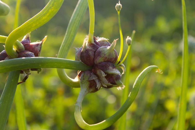 Egyptian Walking Onion